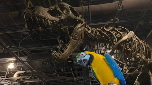 Dino and Parrot