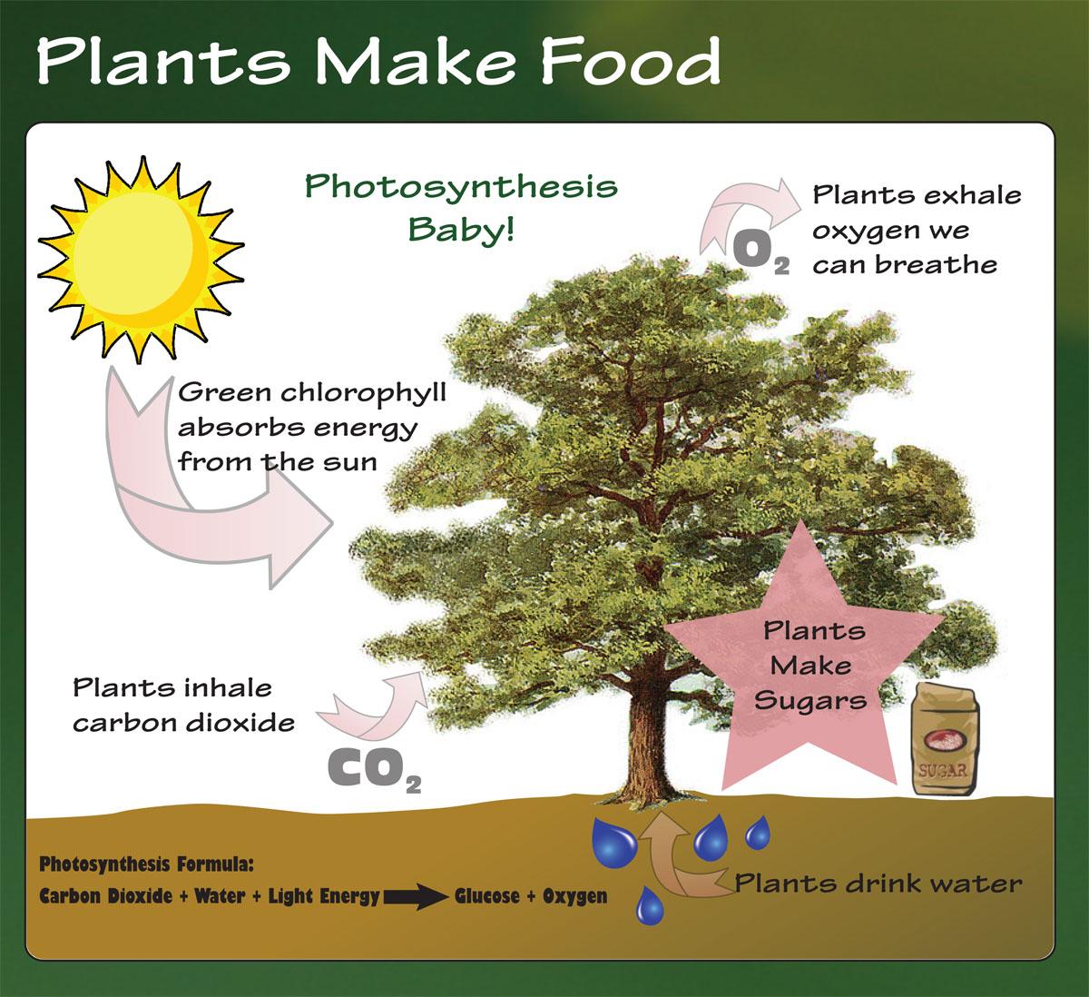 Photosynthesis baby! Plants exhale oxygen we can breath. Green chlorophyll absorbs energy from the sun. Plants inhale carbon dioxide. Plants make sugar.  Plants Drink Water. Photosynthesis Formula: Carbon Dioxide + Water + Light Energy = Glucose + Oxygen.