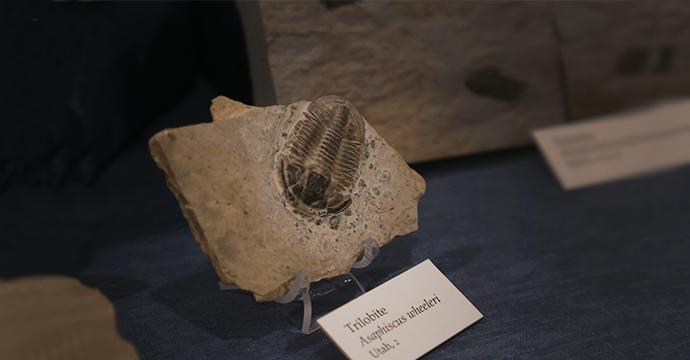 Photo of a Trilobyte fossil exhibit