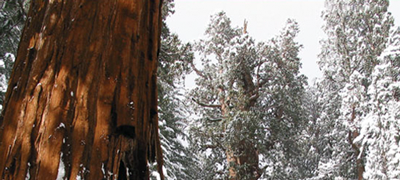 Giant Redwood