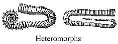 Heteromorphs - sketch