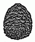 conifer cone engraving