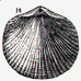 brachiopod  engraving thumbnail