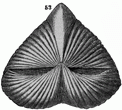brachiopod engraving icon