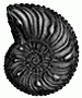 ammonite engraving