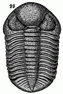 trilobite engraving thumbnail