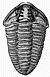 trilobite engraving thumbnail