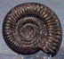 ammonite