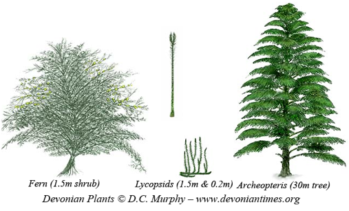 artist's interpretations of  Devonian fern, lycopsids and Archeopteris tree