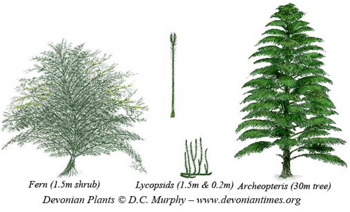 devonian period ferns