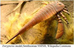 Eurypterus_Smithsonian_txt.jpg