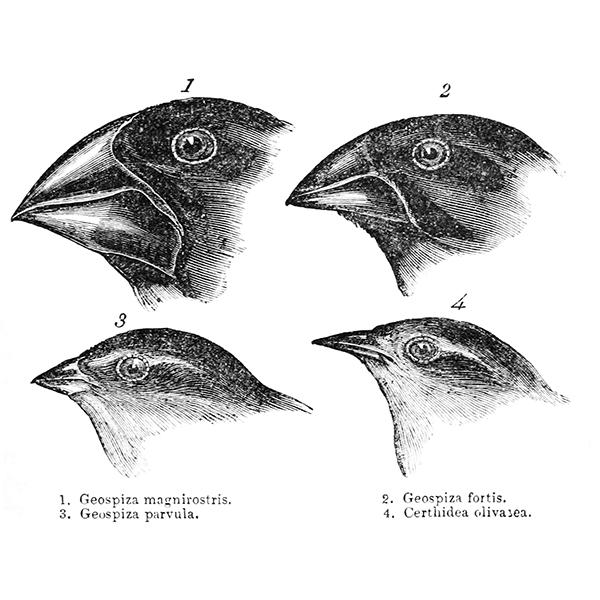 A scientific drawing of four finches with different evolutionary beak adaptations