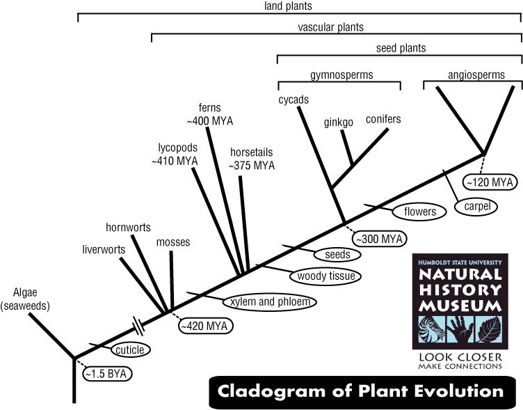 Land Plants Are Believed To Have Evolved From