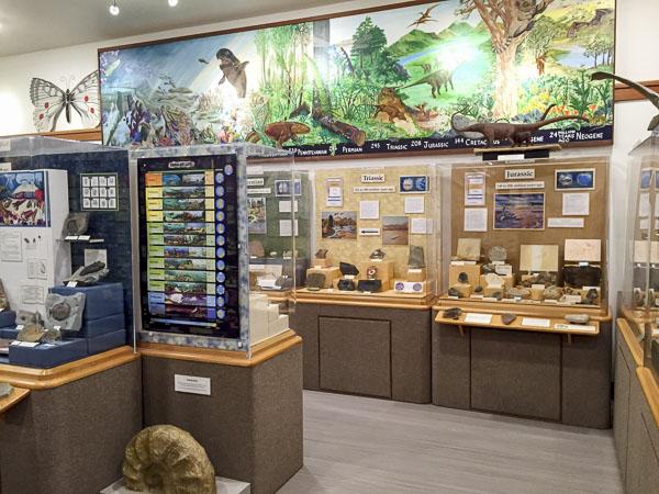 Cases of the life through time exhibit at the museum