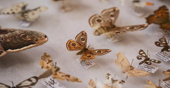 A moth display case. Several species of moths are included