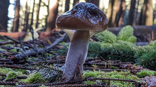 small mushroom