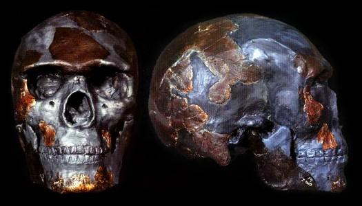 Homo Sapiens Reconstruction 