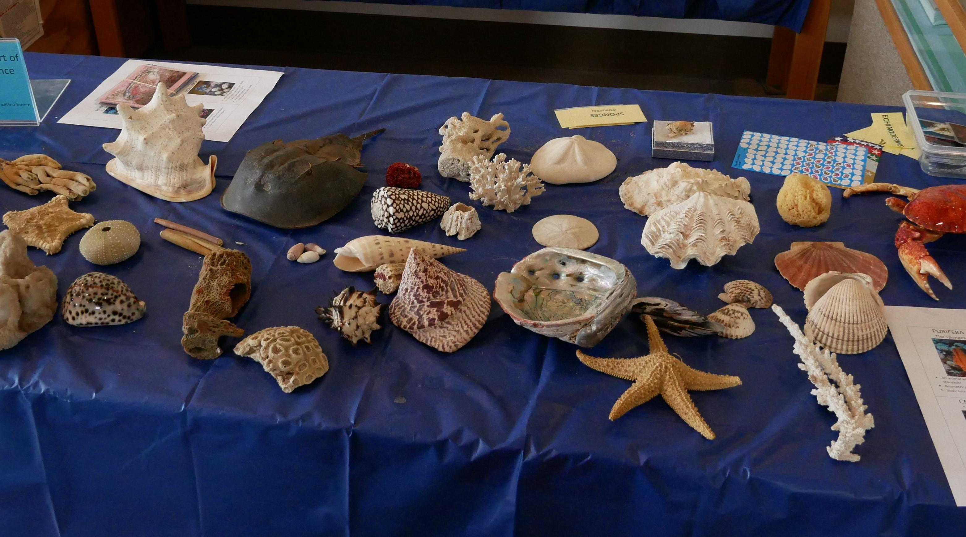 Marine specimens for marine teaching box