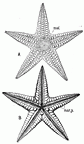 sea star engraving