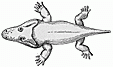 amphibian engraving icon