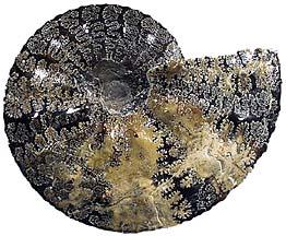 ammonite shell - Placenticeras intercalare