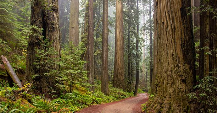 Photo of a redwood forest trail