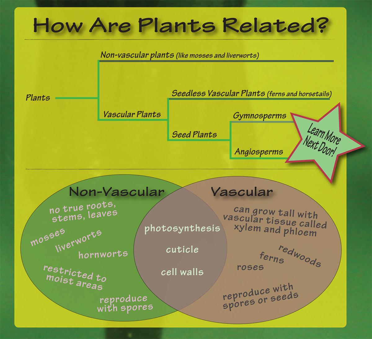 How are plants related. Vascular & non vascular plants share the characteristics of photosynthesis, cuticle, and cell walls. 