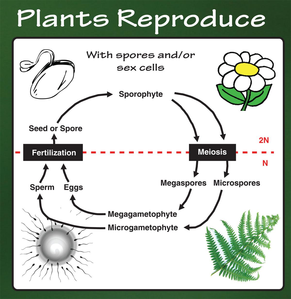 Plants Reproduce with spores and/or cells.