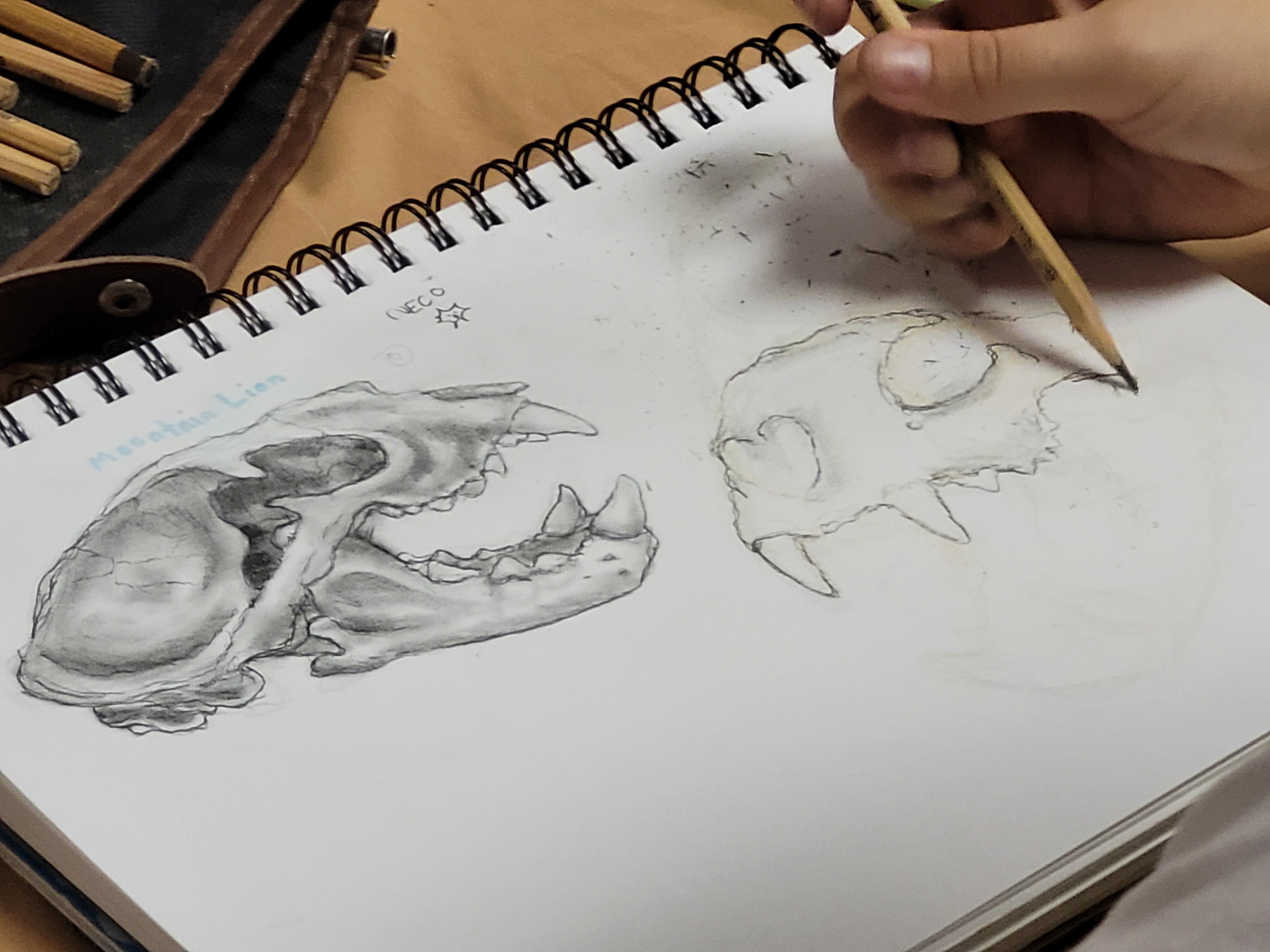 hand drawn sketch of a skull 