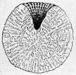 sponge engraving thumbnail