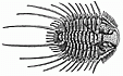 sketch drawing of a trillobite