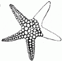 sea star engraving thumbnail