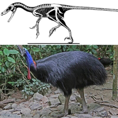 dino skeleton and bird