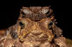 two frogs facing the viewer one on top of the other