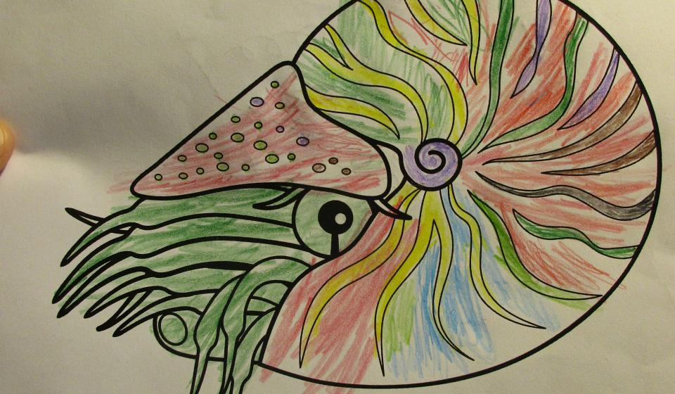 Coloring During COVID Quest | Natural History Museum