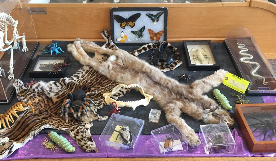 Touch table with furs, skeletons and insects 